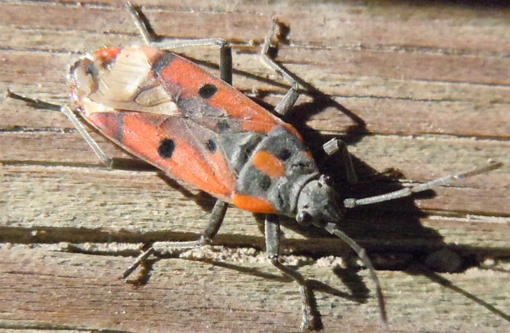 Lygaeide:Lygaeus creticus della Campania (NA)